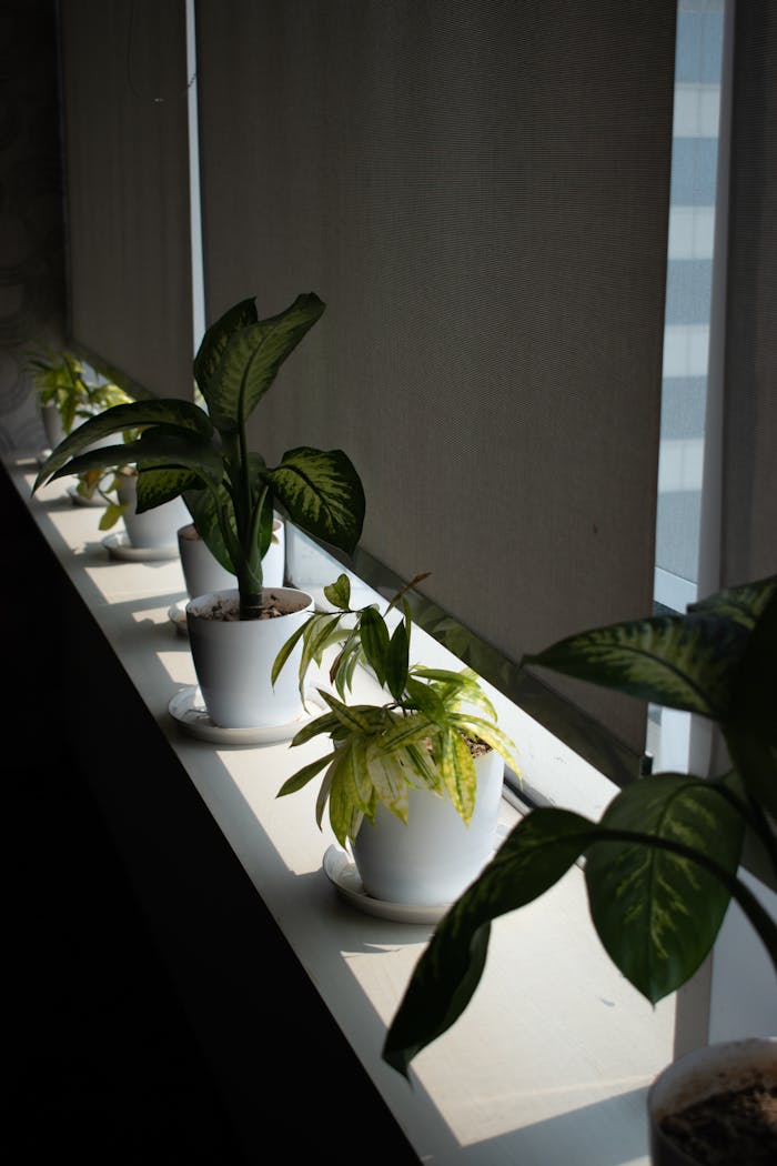 A row of potted plants on a sunlit windowsill with roller blinds creating a calming indoor decor.